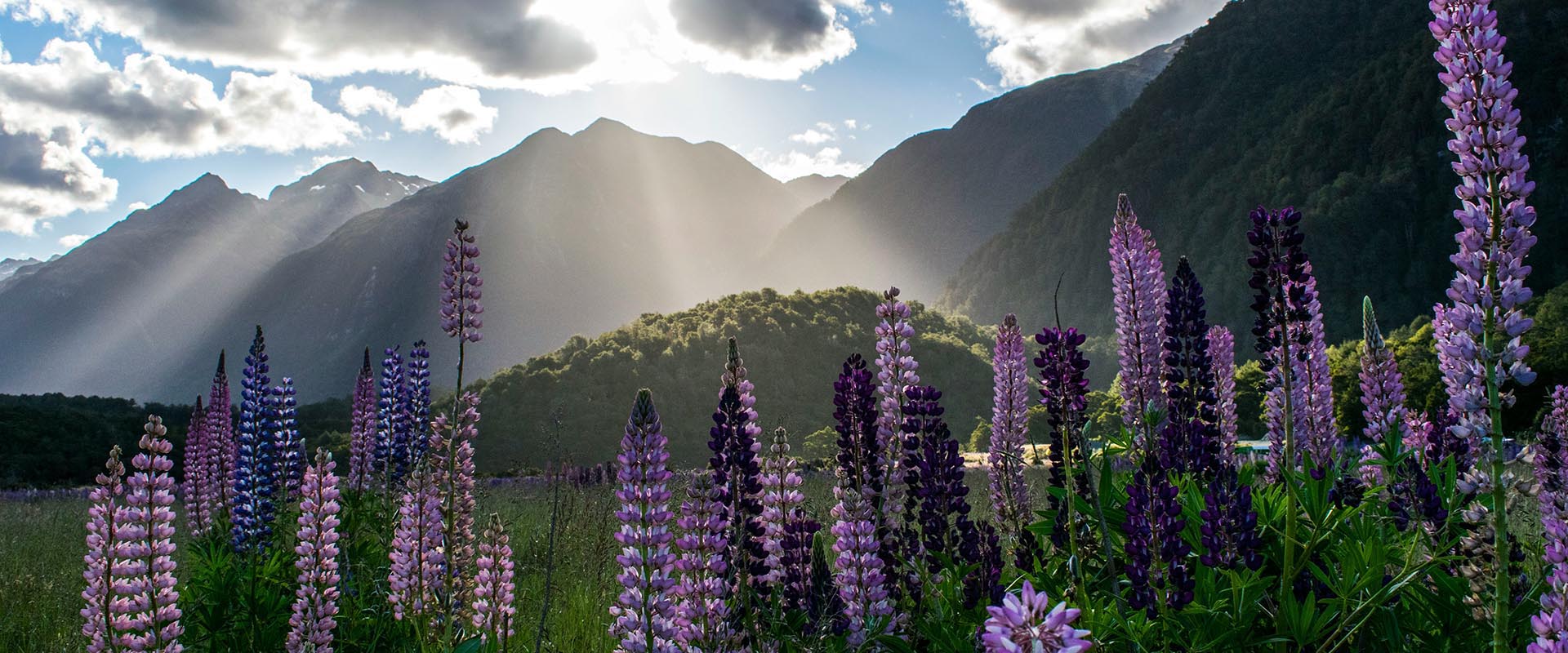 A view of Milford Sound, New Zealand for announcing our partnership with The Aotearoa Circle