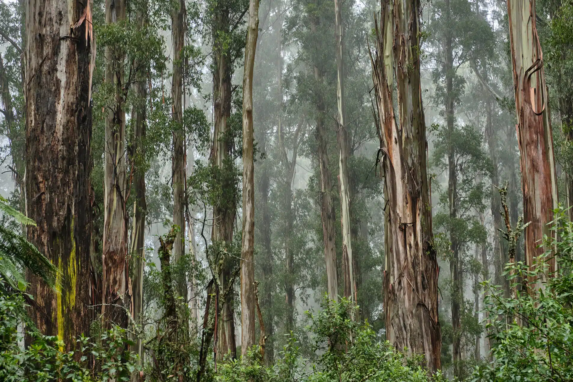 Australian forest