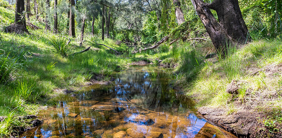 A creek running through a forest of green trees in the sunshine for Natural capital accounts for the Midway forest estate