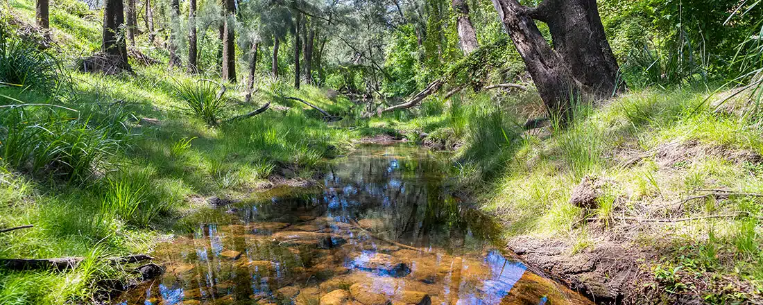 A creek running through a forest of green trees in the sunshine for Natural capital accounts for the Midway forest estate