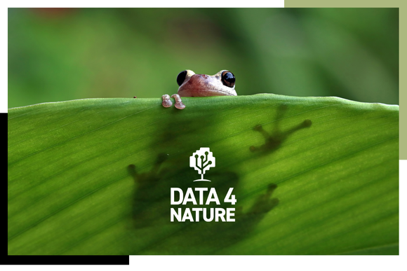 A tree frog with the DATA4NATURE logo