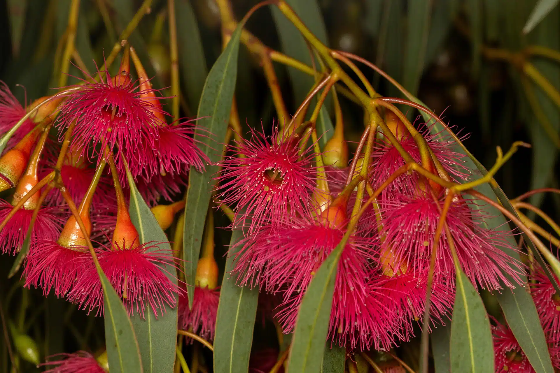 Flowering gum tree for looking back on our natural capital accounting projects in 2025