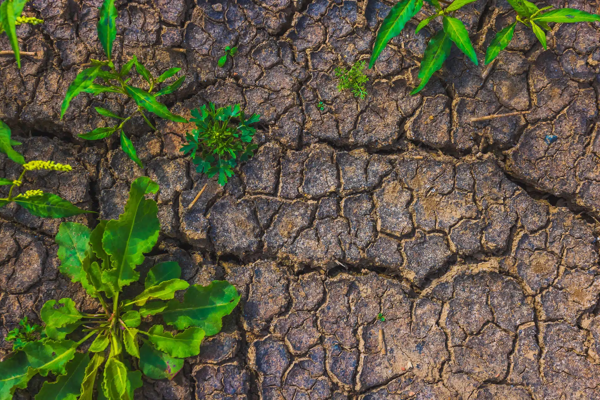 Cracked earth with weeds. Poverty and Environment Framework