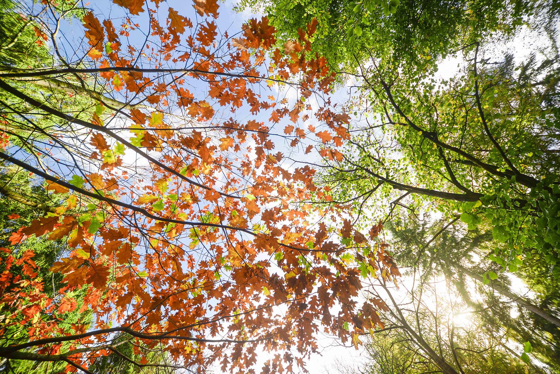 Looking up through maple leaves for How the new ISO Standard supports best-practice natural capital accounting