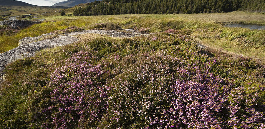Peatlands in the county of Connemara, Ireland for Understanding the value of peat to the Irish environment