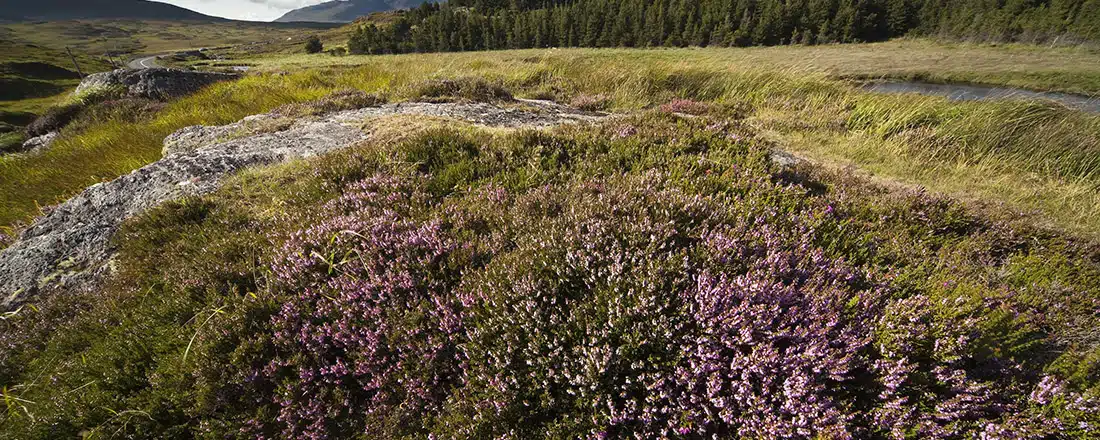 Peatlands in the county of Connemara, Ireland for Understanding the value of peat to the Irish environment