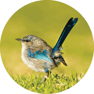 A blue wren for the Natural Capital Accounting Services page