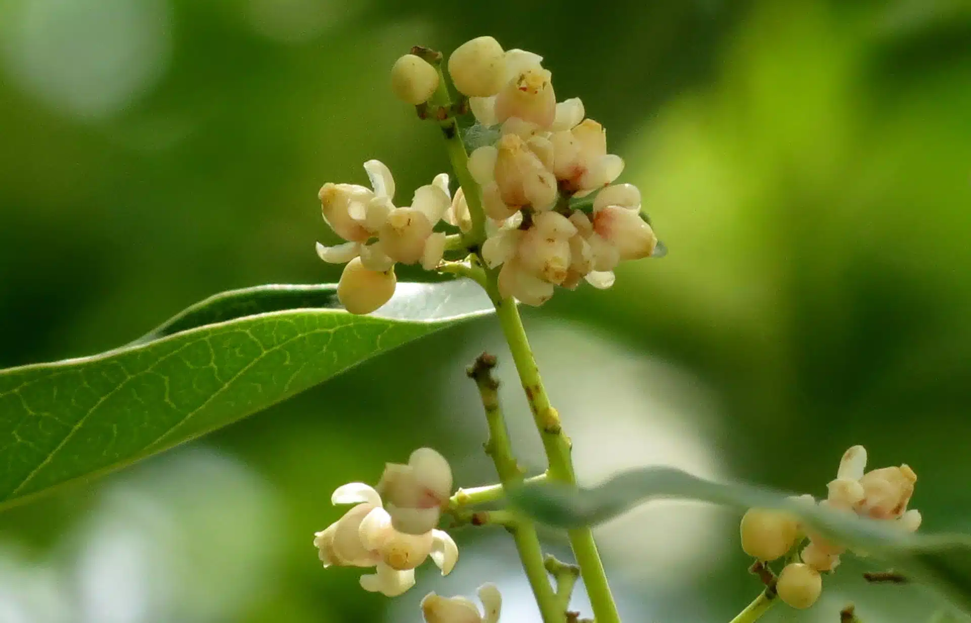 Senegalensis flower for the SEEA Ecosystem Accounting officially endorsed post
