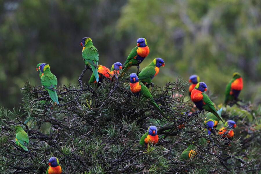 Rainbow lorikeets on a tree