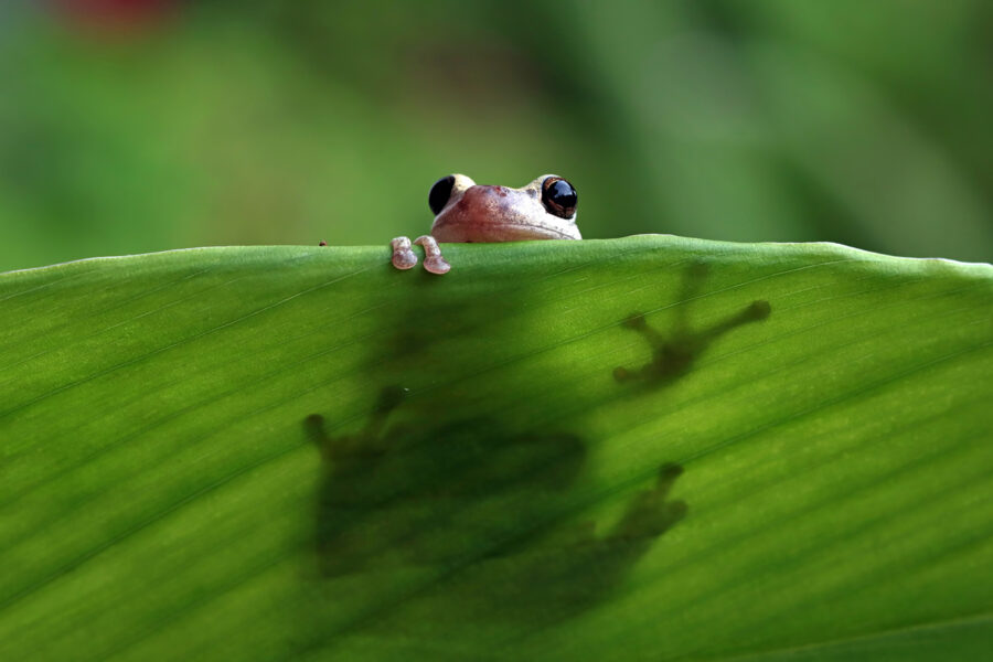 A treefrog on a leaf