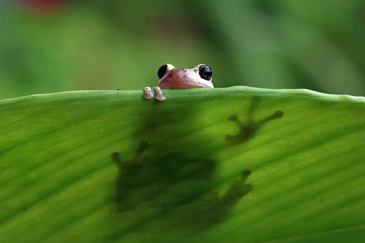 A treefrog on a leaf. Biodiversity Offset Scheme – New South Wales Government