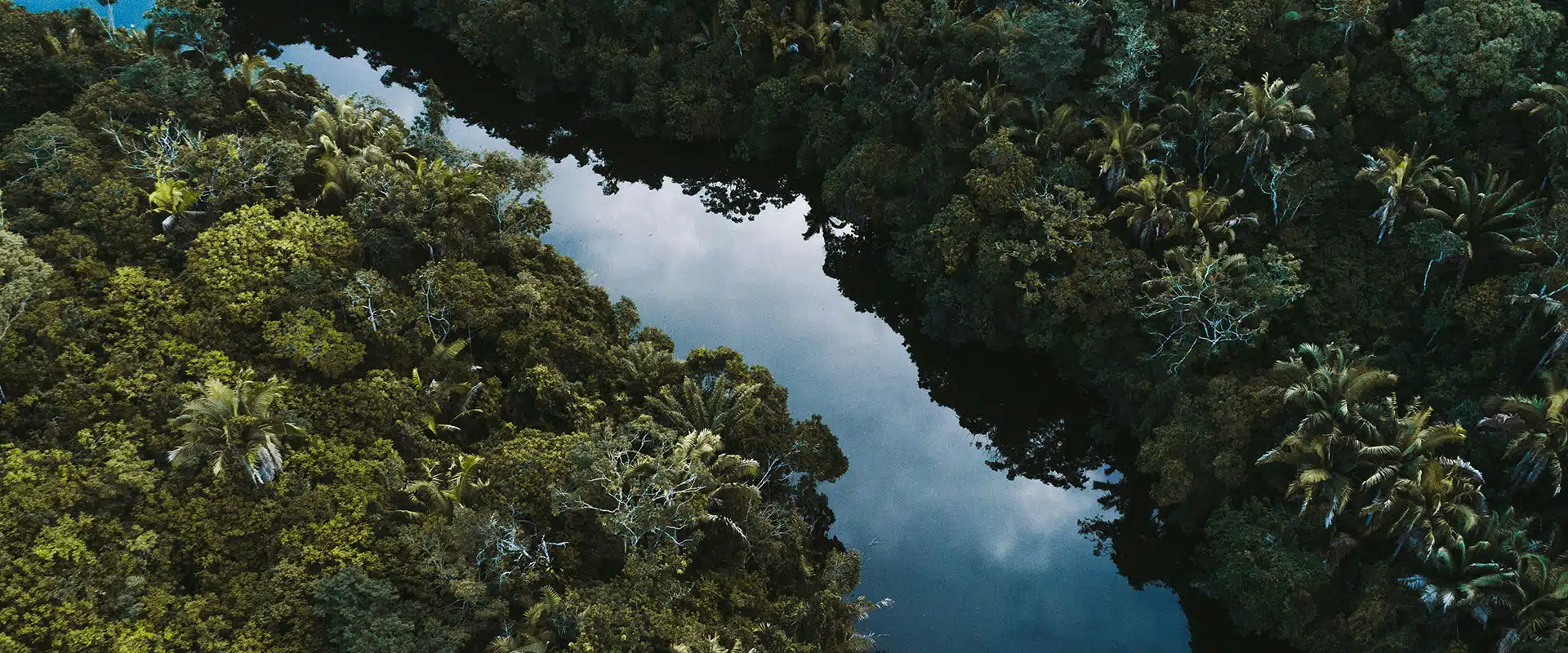 An aerial view of the Amazon rainforest