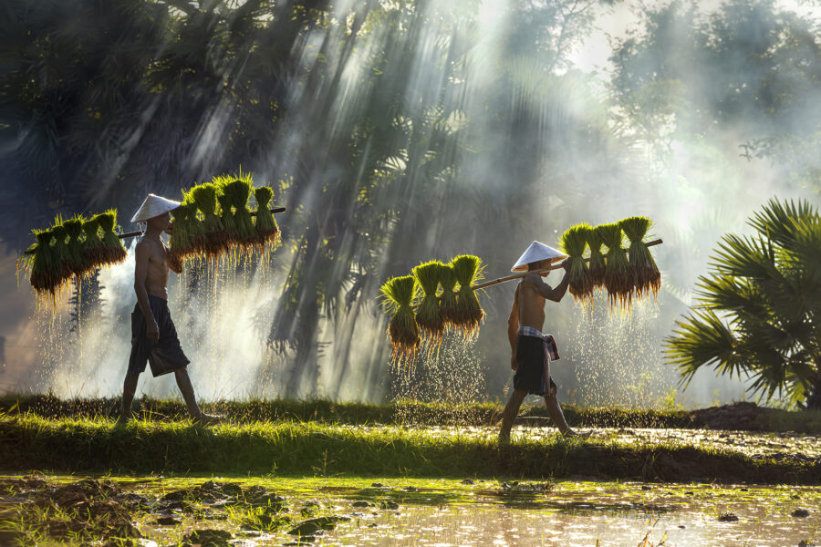 Two rice farmers walk through a paddy field carrying their harvest.