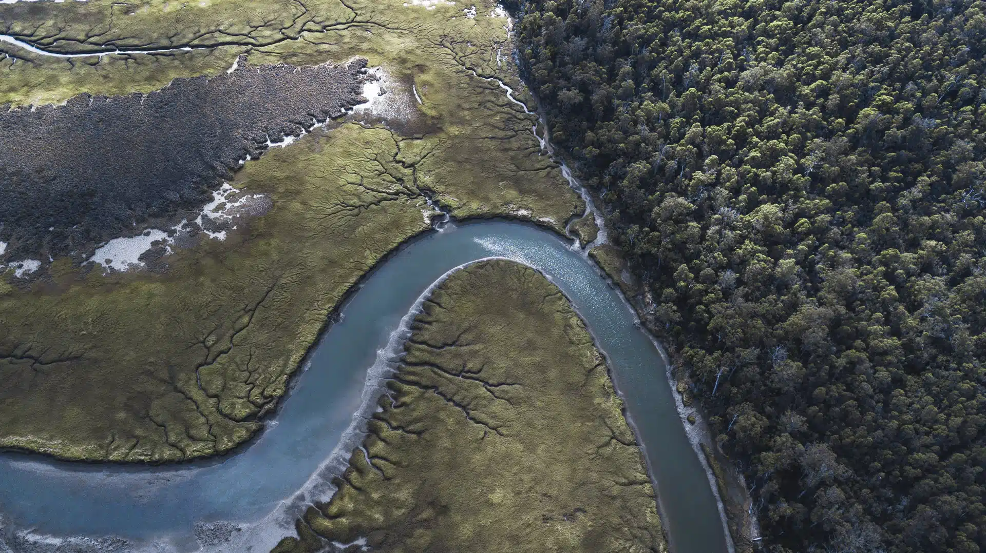Birds eye view of a forest and river system in Tasmania