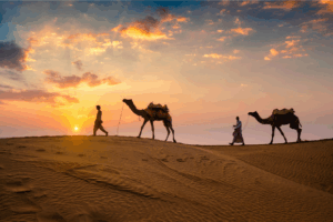 Camels in the desert