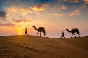 Camels in the desert