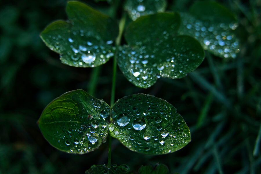 Water droplets on leaves for encouraging accountants to embrace nature
