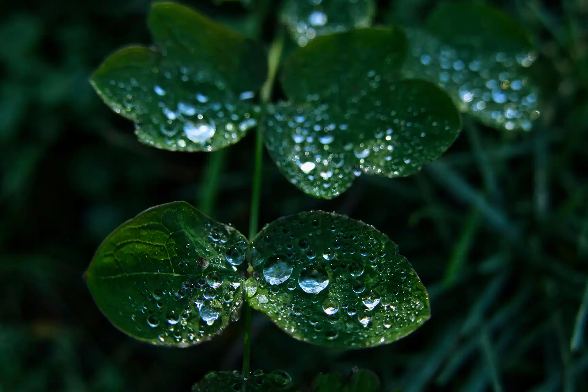 Water droplets on leaves for encouraging accountants to embrace nature