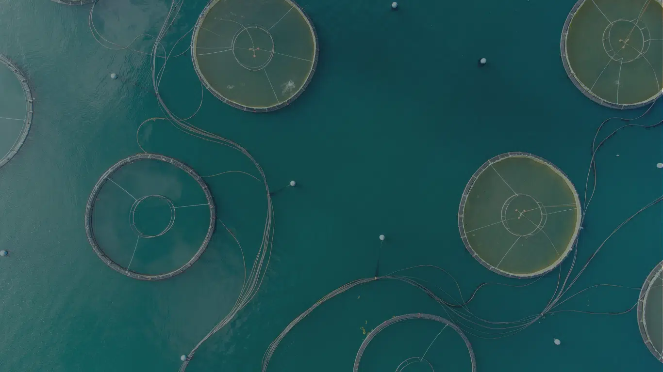 Aerial view of circular fish farm pens floating on dark teal water