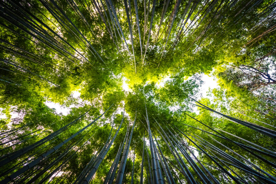 Looking up in a bamboo grove