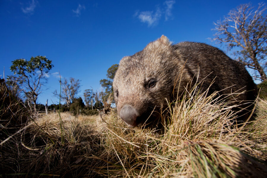 A wombat forages in the grass.