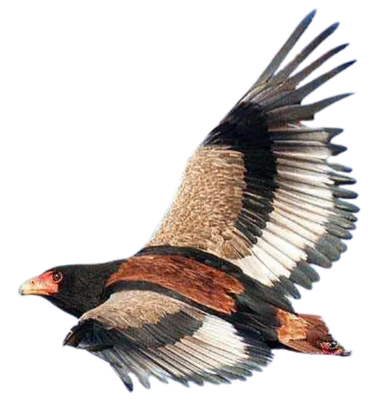 Bateleur eagle in flight with wings spread, showing a red face and chestnut and white plumage