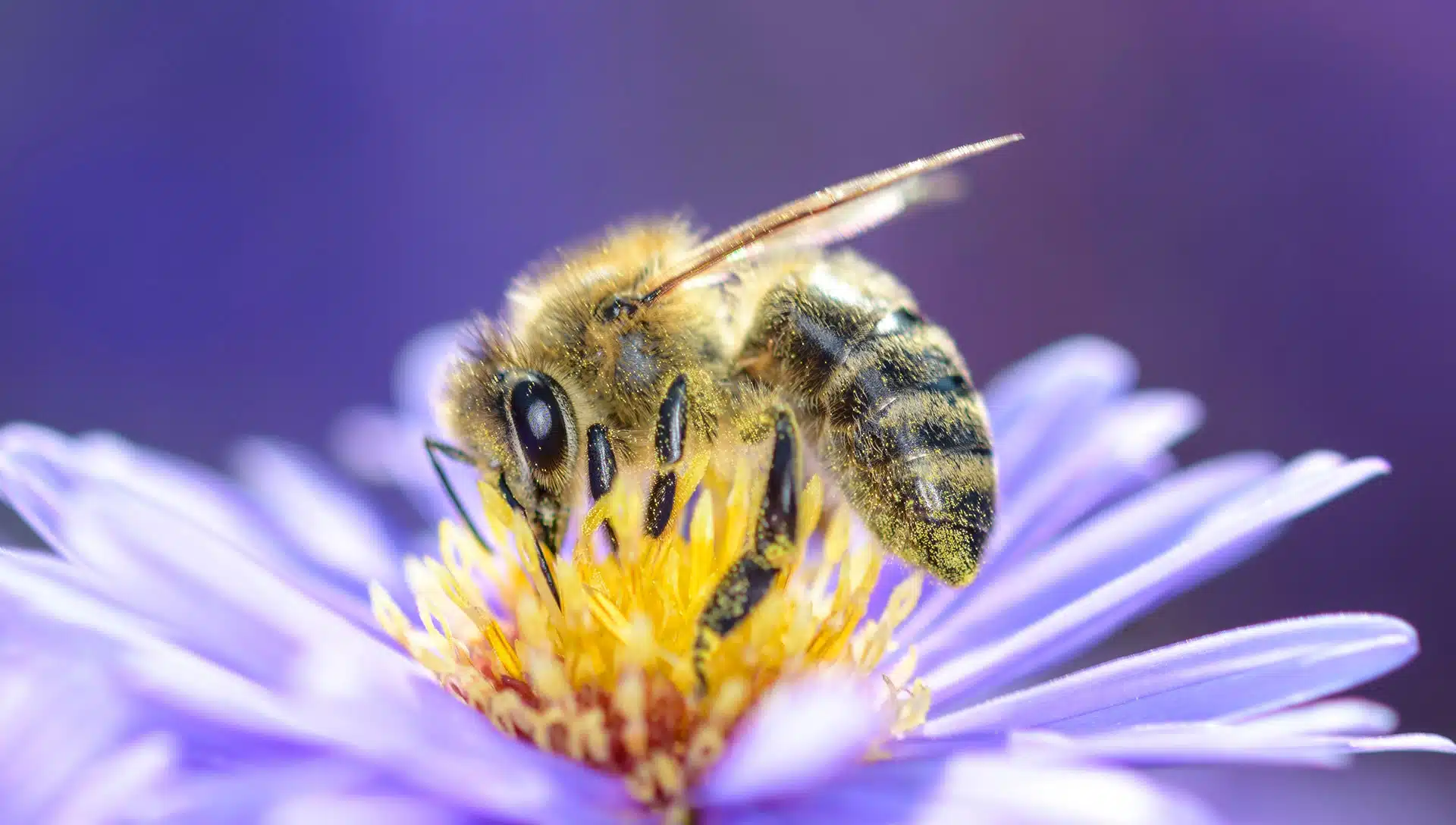 A bee pollinates a purple flower.
