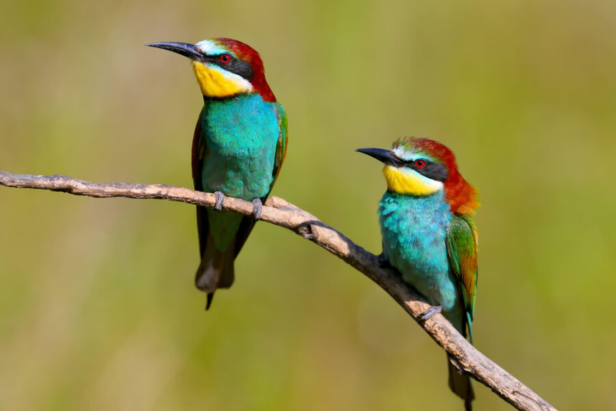 Two European bee eaters sitting on a branch