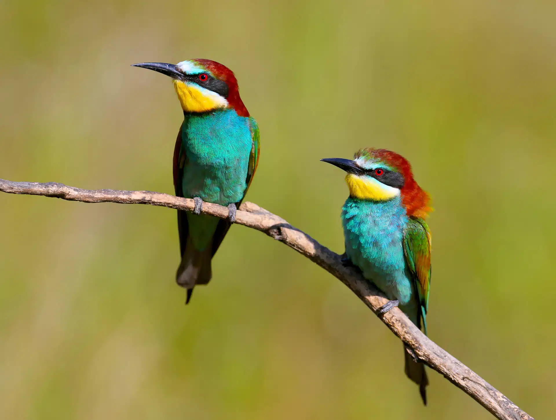 Two European bee eaters sitting on a branch. A-Track: new project to boost action for nature