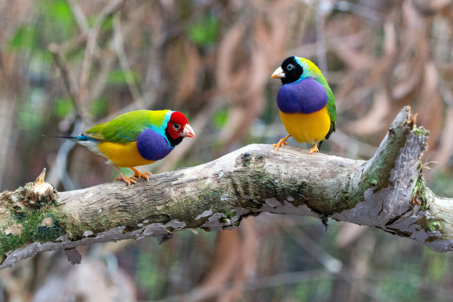 Two birds sitting on a branch for the post join us at one of these exciting upcoming events
