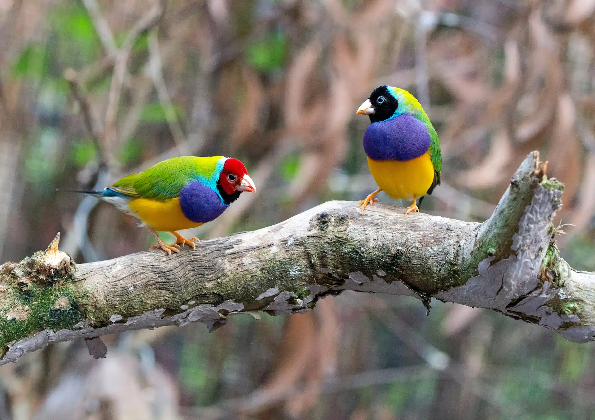 Two birds sitting on a branch for the post join us at one of these exciting upcoming events