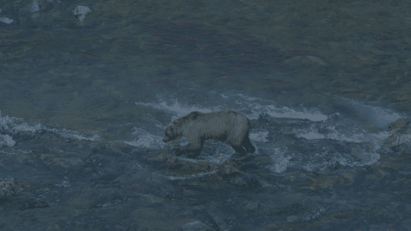 Brown bear walking through a river in a natural setting.