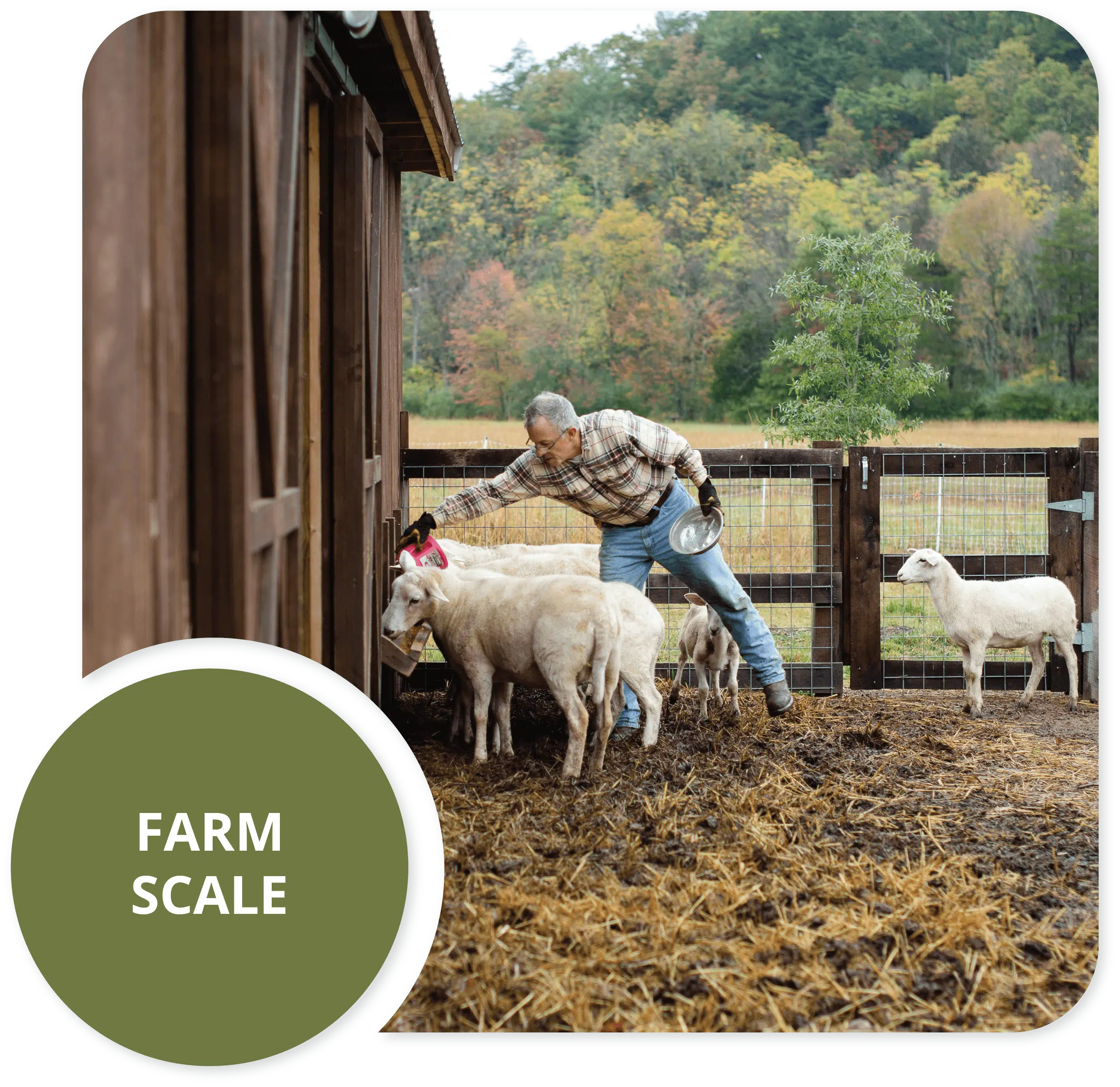 Farmer tending a flock of sheep in a timber barn yard with autumn trees behind