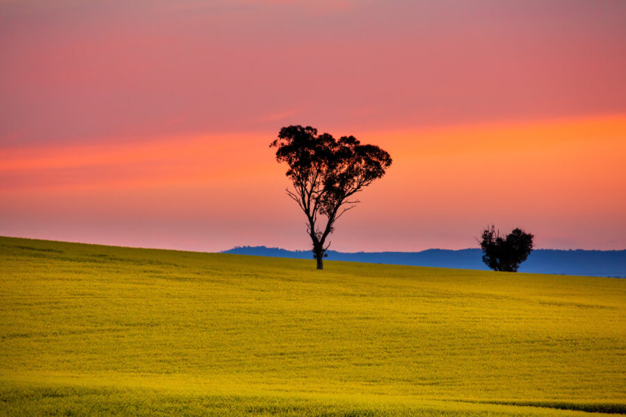 A canola field at sunset with two trees in the distance in silhouette