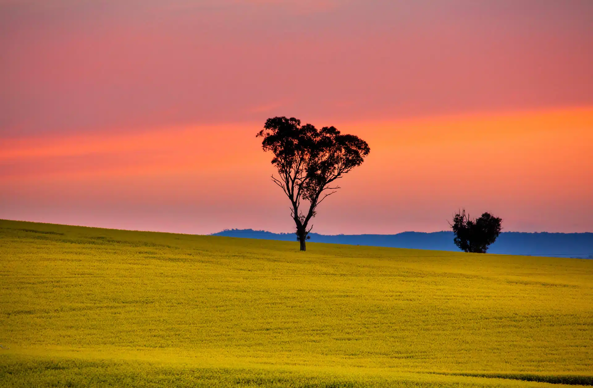 A canola field at sunset with two trees in the distance in silhouette. Australian banks and super funds largely failing to account for nature-related risks