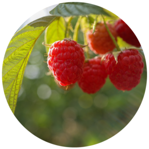 Raspberries growing on the plant for capacity building