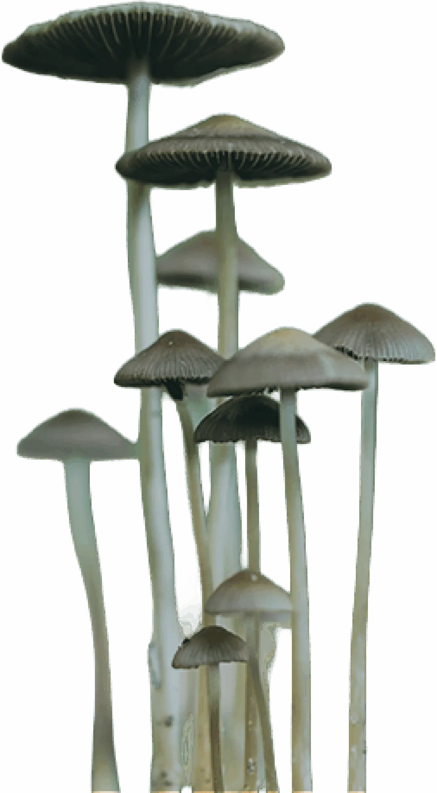 Cluster of tall, slender mushrooms with grey-brown caps