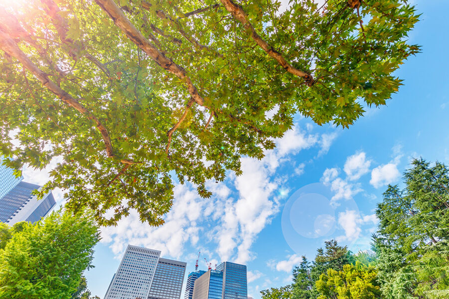 Looking up at the sky, trees and tall buildings