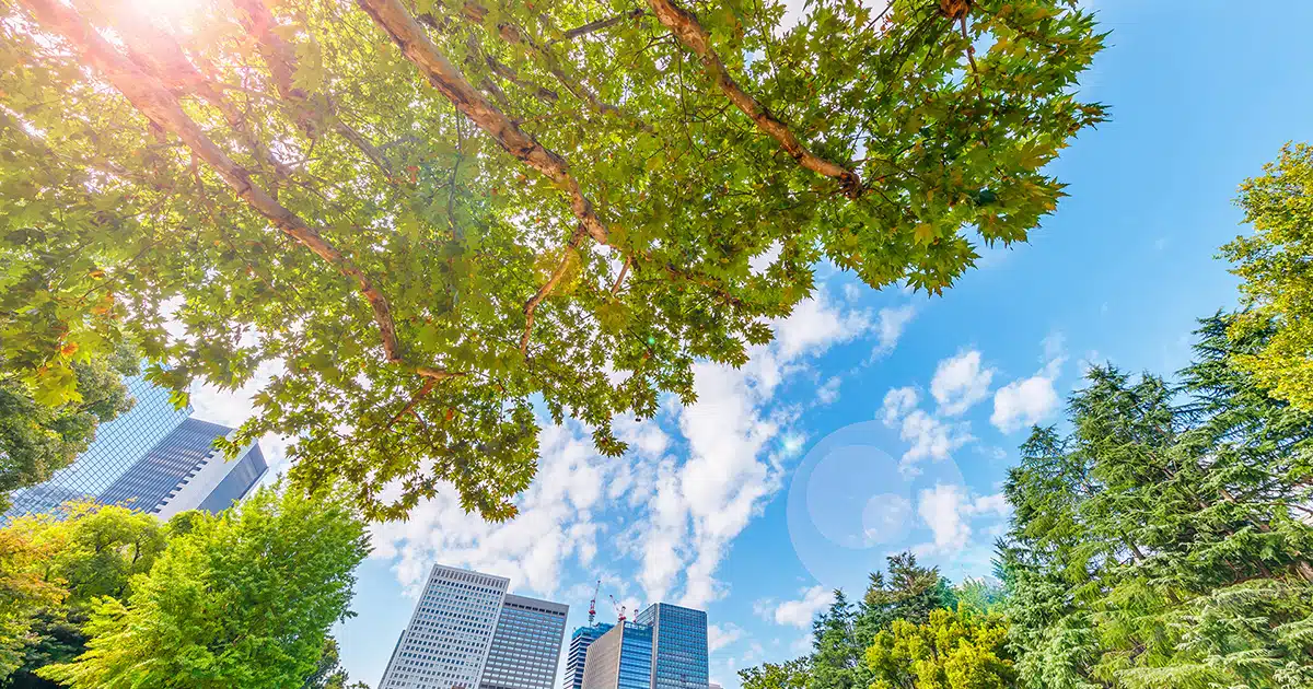 Looking up at the sky, trees and tall buildings