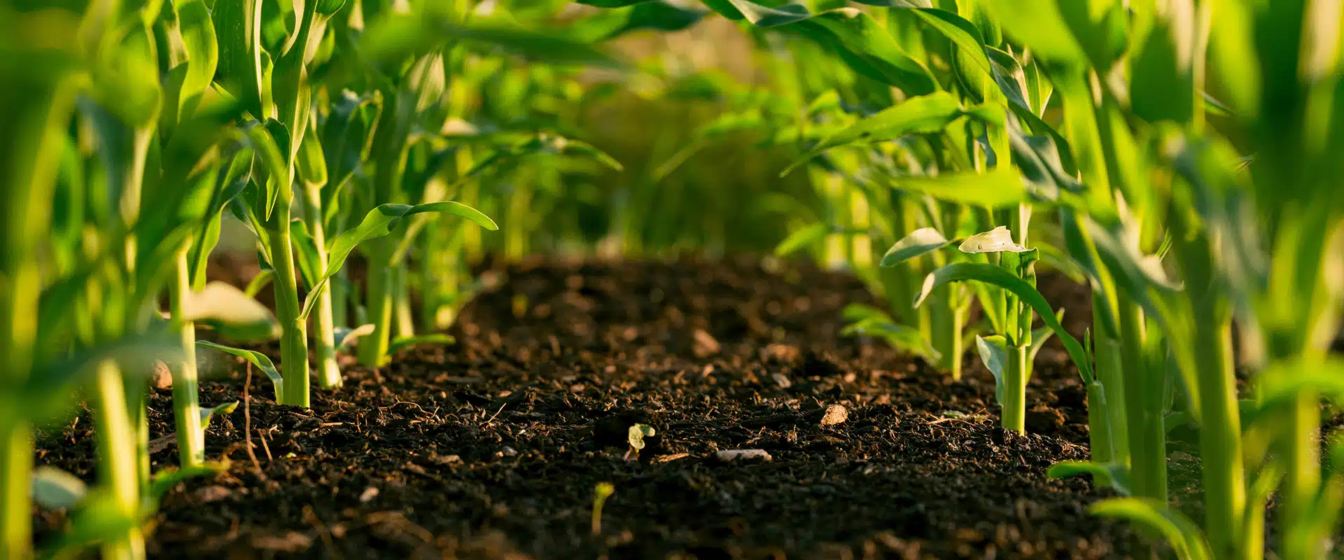 A close up of crops in the soil for how much does our food really cost?