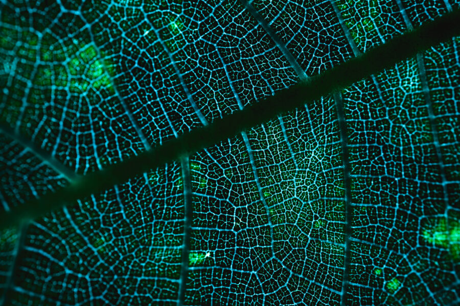 A close up of the veins in a leaf