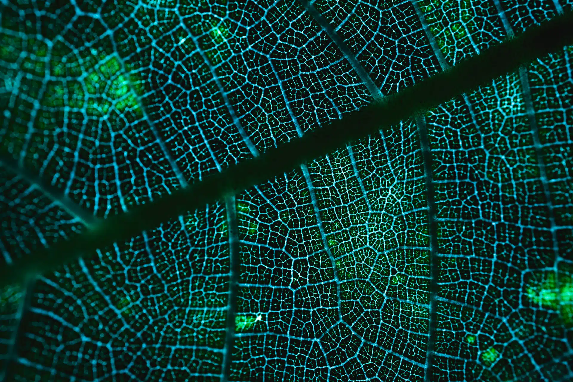 A close up of the veins in a leaf. Baselining nature related data at the global scale