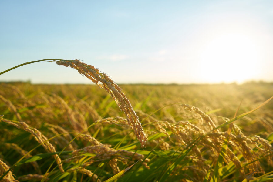 A rice field at sunset