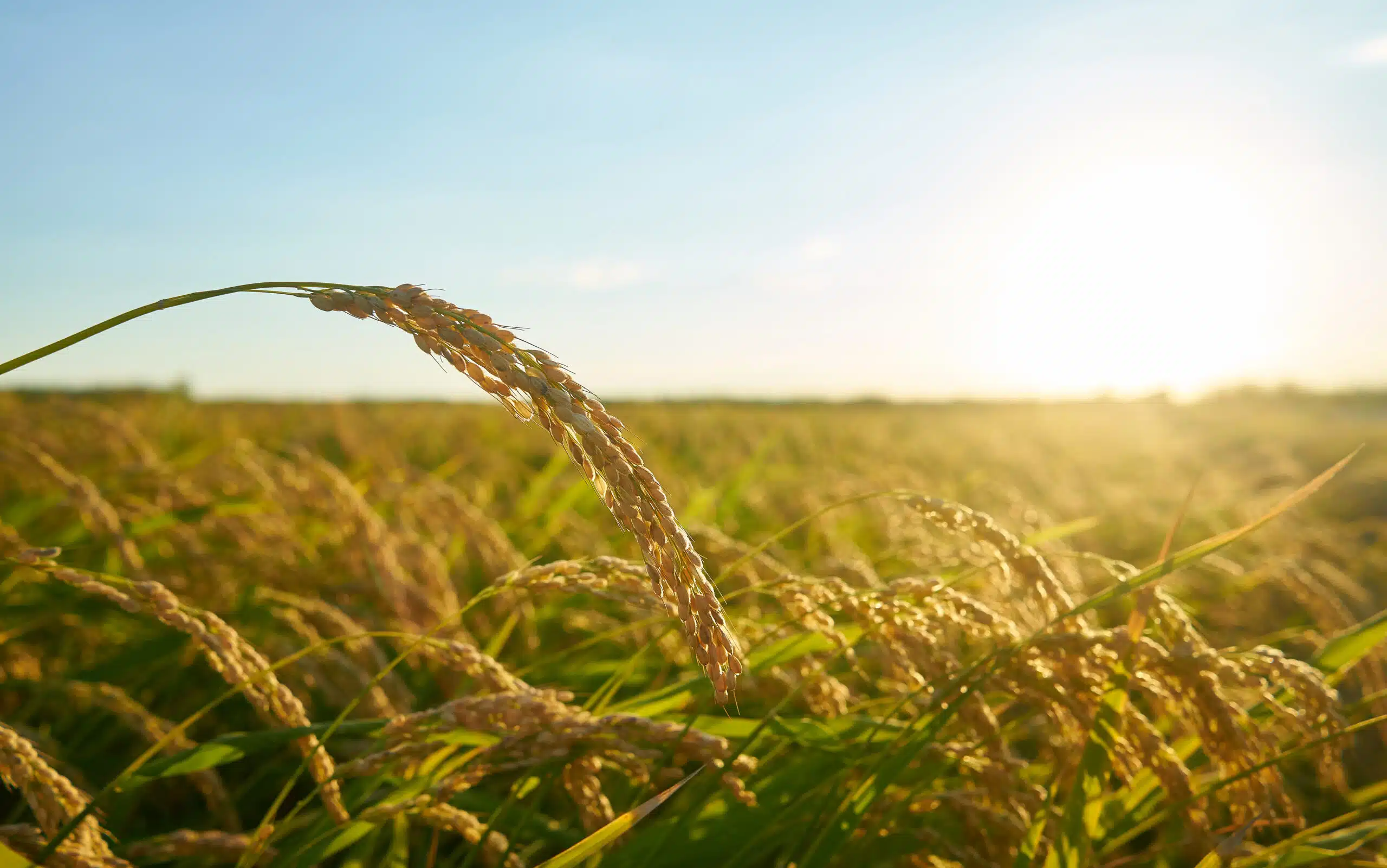 A rice field at sunset. Half of Australia’s GDP is dependent on nature