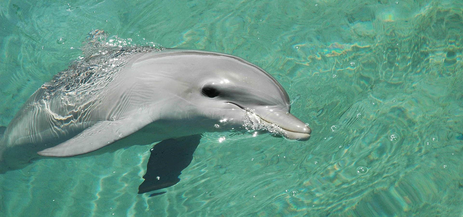 Dolphin swimming for Building leadership buy-in for nature action