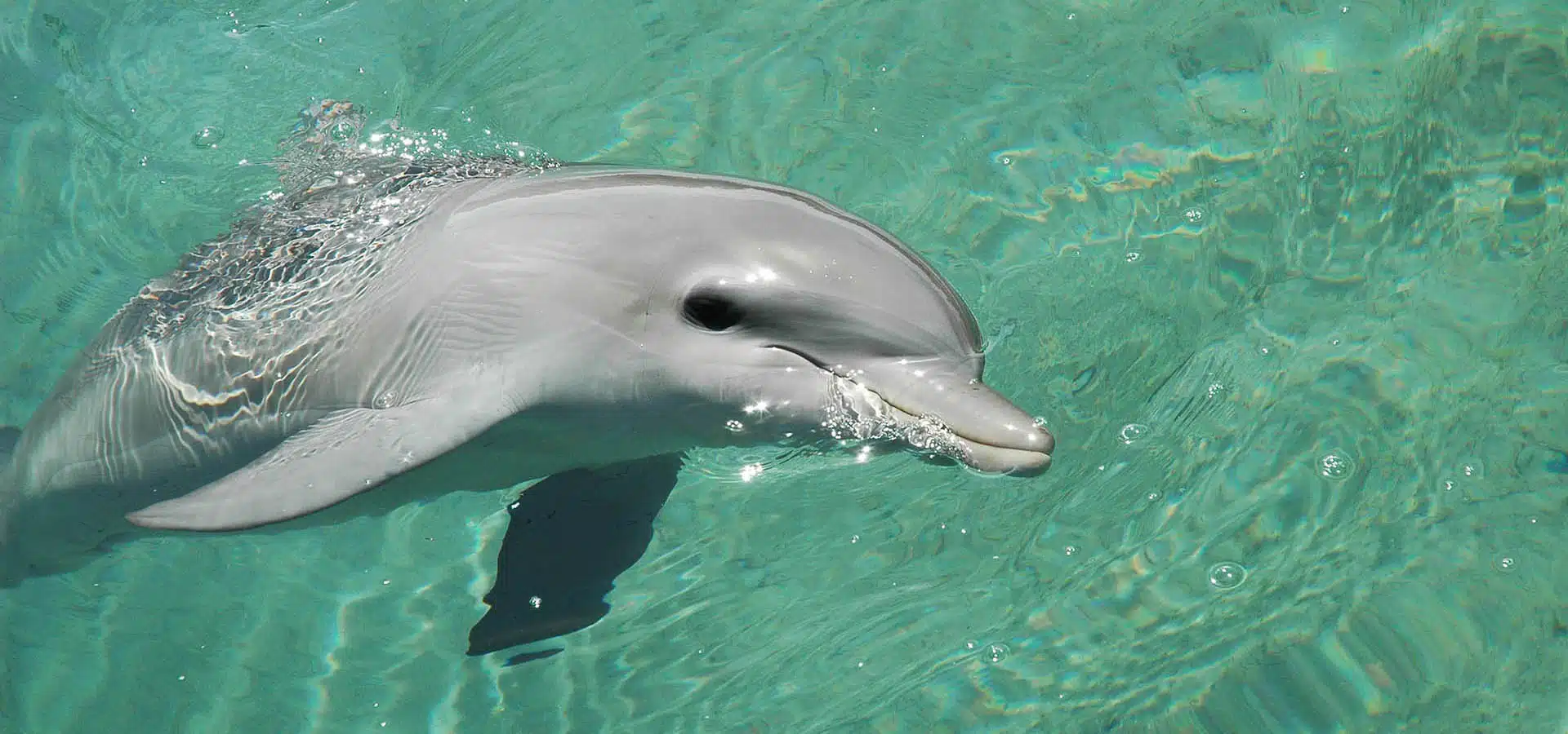 Dolphin swimming for Building leadership buy-in for nature action
