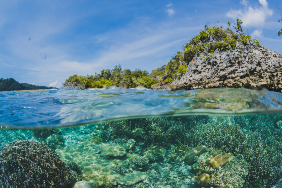 A part underwater view of a reef ecosystem