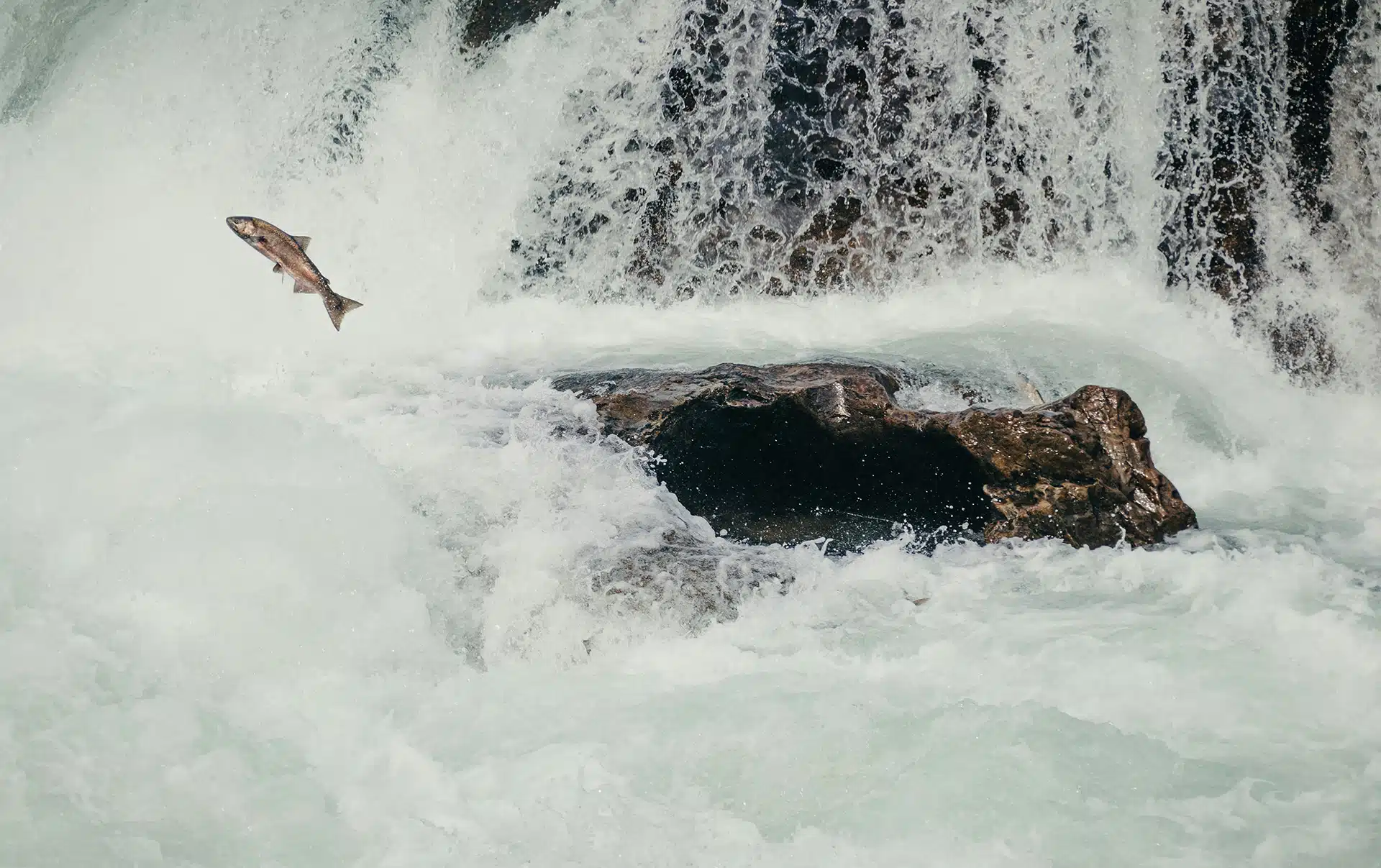 A salmon jumps out of foaming rapids for A-track is embedding nature