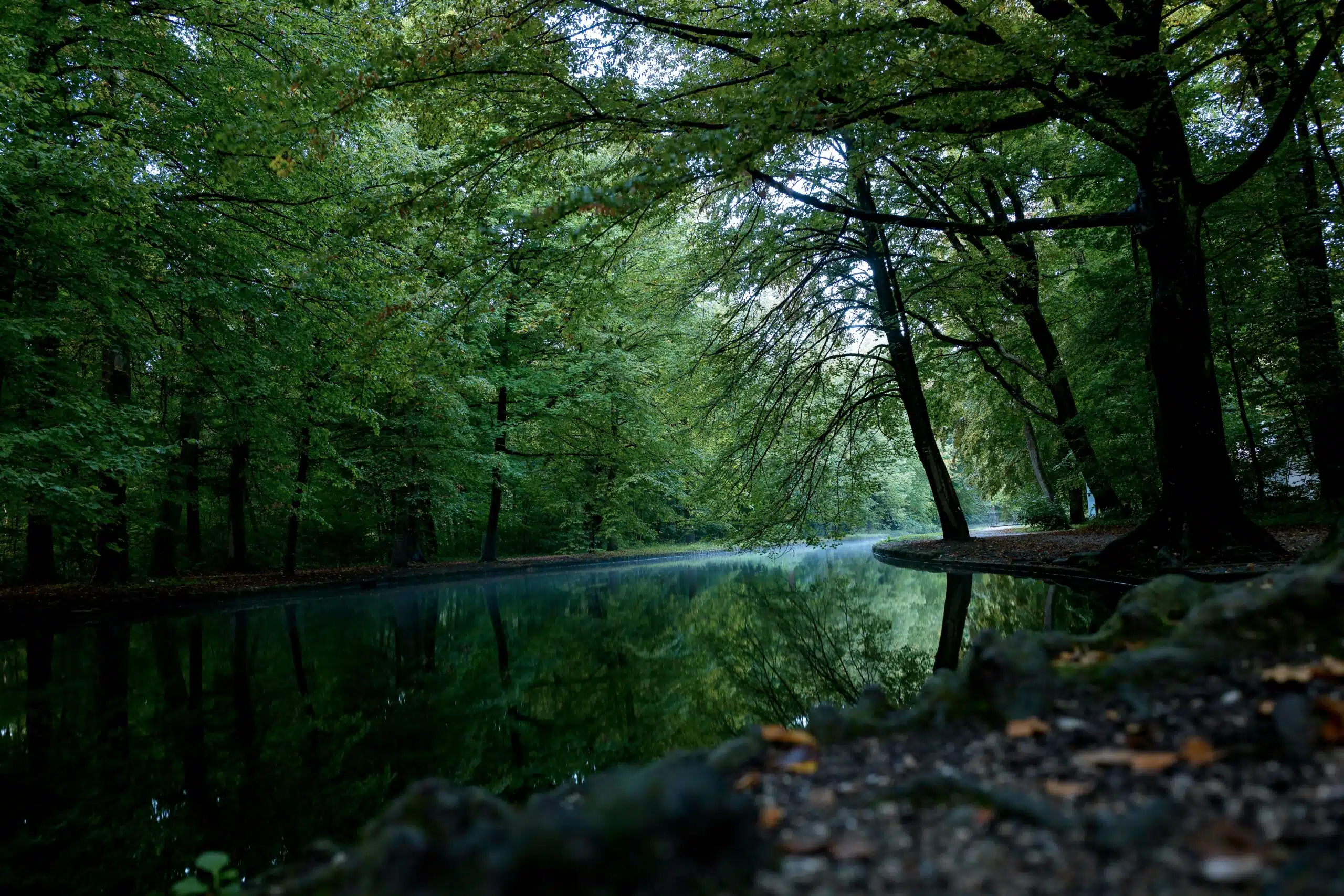 Still river reflecting tall green trees in a dense, shaded forest