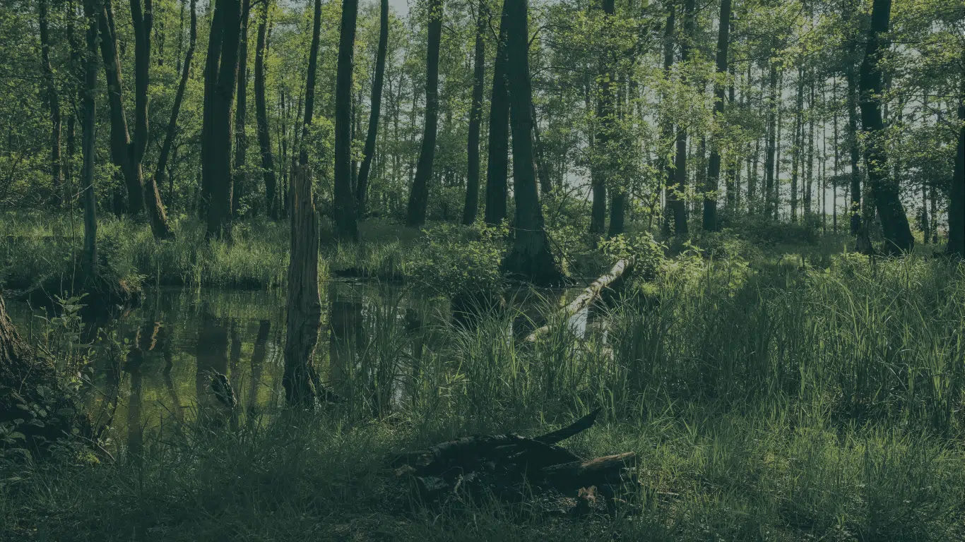 Still forest pool reflecting tall trees and reeds in dappled green light